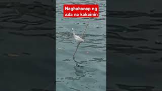 TagakKANNAWAY IN ILOCANO shortvideo trendingshorts asmrvideo [upl. by Adnolahs127]