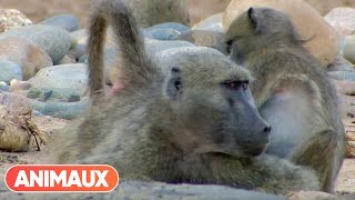 DOCU Babouins presque trop humains  Animaux [upl. by Lucius]