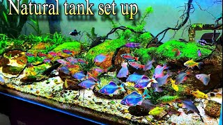 colorfull fishes in aquarium  Fish tank decoration ideas  best colorful fish in natural tank [upl. by Krishnah]