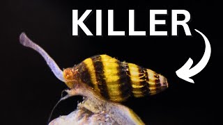 Assassin Snail  REAL KILLER Clea Helena beginner Care Guide [upl. by Adnolat322]