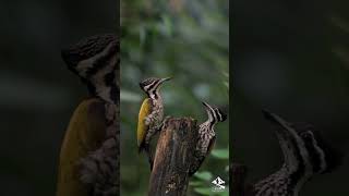 Common Flameback Woodpecker金背三趾啄木鸟🕊️ [upl. by Aida]