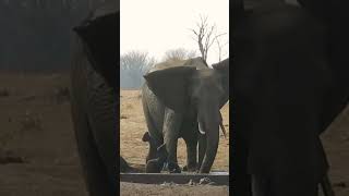 Wild Animals Africa africawildlife africawildlifedocumentary africawildlifeattacks discovery [upl. by Setiram]