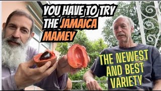 The Newest and Best Tasting Mamey Sapote Variety Jamaica [upl. by Kernan]