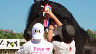 V Campeonato Nacional de caballos Frisones [upl. by Busey]