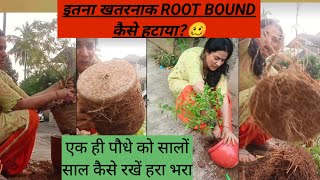 आज गार्डन में की कमर तोड़ मेहनतhow to repot root bound plants rotten trimming of plants [upl. by Anaerdna]