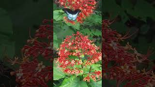 Pagoda Flower Clerodendrum paniculatum flowers butterfly nature garden plant photography [upl. by Moreville]