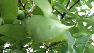 Persimmon trees from seed [upl. by Olethea329]