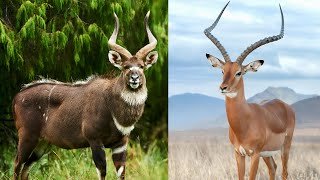 Antelope vs Impala Differences And Facts High Speed Natures Sprinters [upl. by Goodrich]