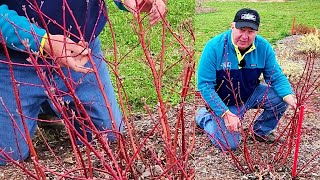 How To Prune Red amp Colored Stem Dogwoods [upl. by Dombrowski]