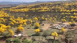 Florecimiento de los Guayacanes en Zapotillo [upl. by Garrek147]