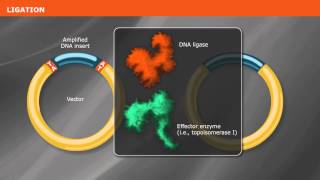 Overview of PCR Cloning [upl. by Ludie]