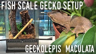 DIY ARBOREAL GECKO SETUP Giant Fish Scale Gecko Vivarium [upl. by Svirad]