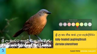 ශ්‍රි ලංකා හිස කළු උප දෙමලිච්චා  Ashy headed Laughingthrush  Garrulax cinereifrons  Funny Pets [upl. by Eenhat286]