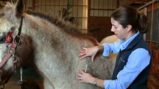 How to give a Horse an injection  stall13com videos [upl. by Eremihc]