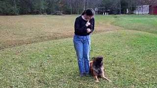 Belgian Tervuren Puppy Play Training [upl. by Dermott966]