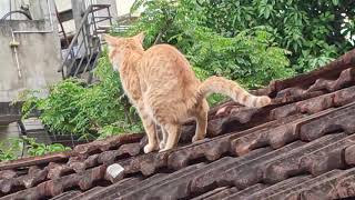 Funny Cat Pees and then Poops 🐈 [upl. by Knorring]