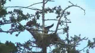 BALD EAGLES 3 YOUNG EAGLETS READY TO FLEDGEWHAT EXCITEMENT [upl. by Salhcin768]