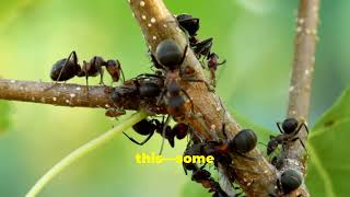 Ants The Reallife Avengers of The Insect World [upl. by Yonita]