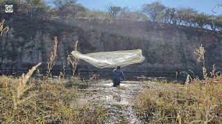 encontré tilapias monstruo en la barranca entre pastizales inundados del rio de agua cristalina [upl. by Whitaker577]