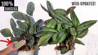 DONT KILL AGAIN My COMPLETE Calathea Plant CARE Guide [upl. by Munmro]