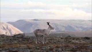 Reinskilling i reingjerdet Distrikt 9 Čorgaš  Nordkyn  Finnmark [upl. by Bohannon679]