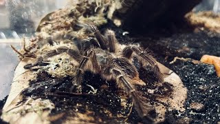 Feeding Aphonopelma seemani juvenile [upl. by Annotahs]