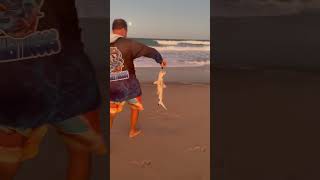 Tubarão galha preta fisgado na praia da Taíba  no molinete  shorts [upl. by Sarge]