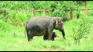 The mother elephant teaches the cub to live in the wild [upl. by Nimra313]