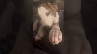 Adopt Louise Puggs  Stray Rescue of StLouis greatdane puppy rescue [upl. by Neyuq804]