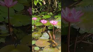 THREE BEAUTIFUL BLOOMING WATER LOTUS IN OUR FARM 🥰🥰 [upl. by Ailedroc]