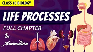 life processes class 10 science biology Animated video  10th CBSE  ncert science  Chapter 6 [upl. by Hajile]