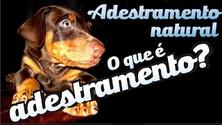 O que é o adestramento  Curso Adestramento natural aula 2 [upl. by Narrat273]