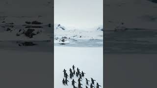 Gentoo Penguins Waddling Wonders 🐧 [upl. by Sletten]