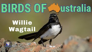 The Australian Bird That Wags Its Tail  Meet The Willie Wagtail [upl. by Shuping]