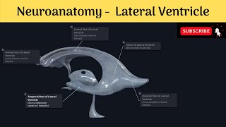 Lateral Ventricle of Brain  Parts  Boundaries  Choroid Plexus  Clinical Correlation [upl. by Alyaj]