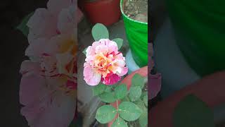 watch gardenflowers motivation viralvideo [upl. by Schulman]