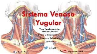 Anatomía  Venas Yugulares Anterir Externa e Interna Origen Trayecto Afluentes [upl. by Bentley]