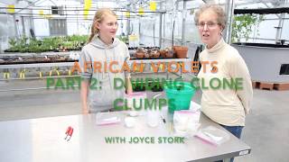 2019 01 28 Part 2 Dividing and Cultivating Your African Violet Clumps [upl. by Assenab]