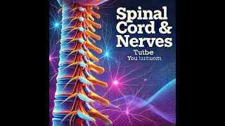 AampP 1 Lecture Spinal Cord amp Spinal Nerves [upl. by Tammy]