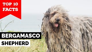 Bergamasco Shepherd  Top 10 Facts [upl. by Ytsirc]