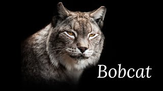 The Bobcat Scream in The Woods  The Most Terrifying Animal Sounds with story [upl. by Suoirtemed872]