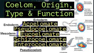 Coelom  Origin  Types  Functions  Details Lecture coelom zoology types origin NKSIR [upl. by Ayahsal]