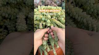 Succulent LEAF Propagation CHALLENGE Can You Grow 5 Plants in 5 Weeks [upl. by Corotto85]