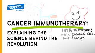 Cancer Immunotherapy  Explaining the science behind the revolution [upl. by Yajiv874]