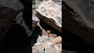 Western Diamondback rattlesnake in NM naturelovers snake reptiles [upl. by Cedric]