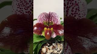 Paphiopedilum Enzan Kitty [upl. by Eseerehc]