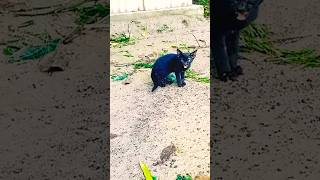 A cute black cat of Street Cats sound miaow mew cat catlover cats catvideos catshorts pets [upl. by Wordoow]