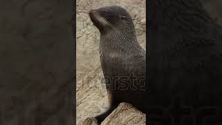 Ladoga ringed seal Fur seal California sea lion Leopard seal [upl. by Winterbottom]