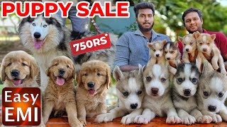 PUPPIES For Sales Delivery Available  Puppys Price List  Kennel in Tamilnadu  Namma MKG puppies [upl. by Genesa]