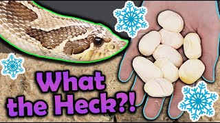 Our Hognose Snake Laid Eggs in WINTER [upl. by Puri]